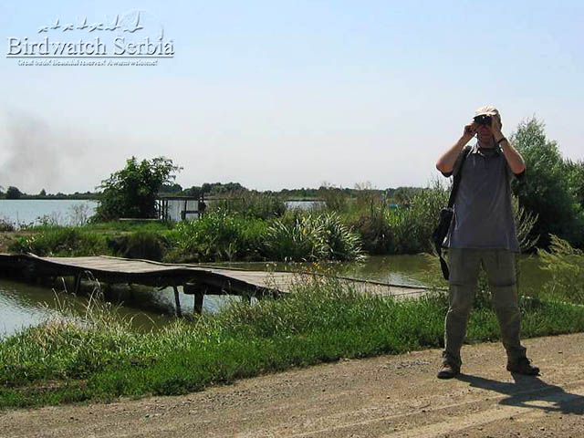 birdwatch_serbia_002.jpg - Birding on the Svilojevo Fishponds