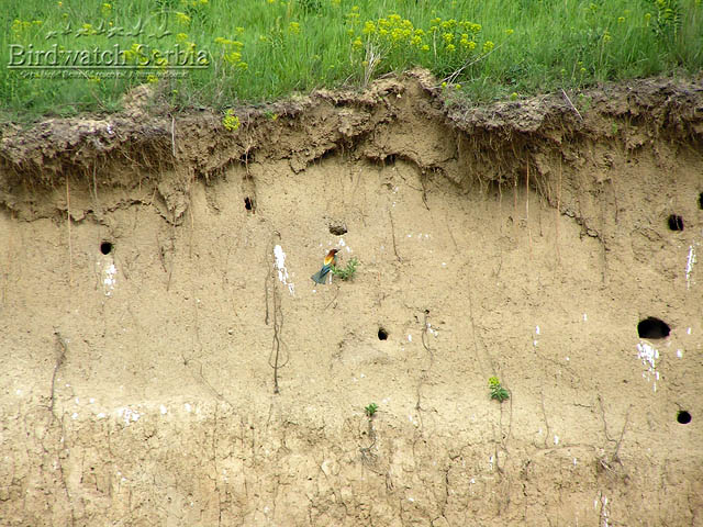 birdwatch_serbia_049.jpg - Bee-eaters colony on Deliblato sands