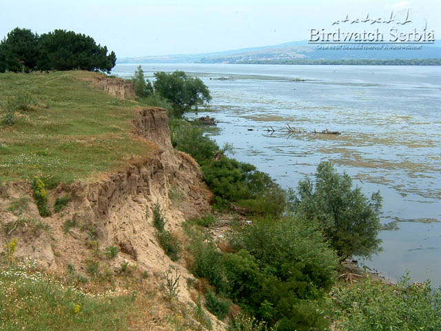 birdwatch_serbia_065.jpg - Sand martin colony on Danube river bank at Deliblato sands