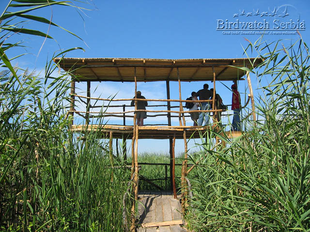 birdwatch_serbia_118_1856.jpg - Birdwatching tower on Stari begej - Carska Bara