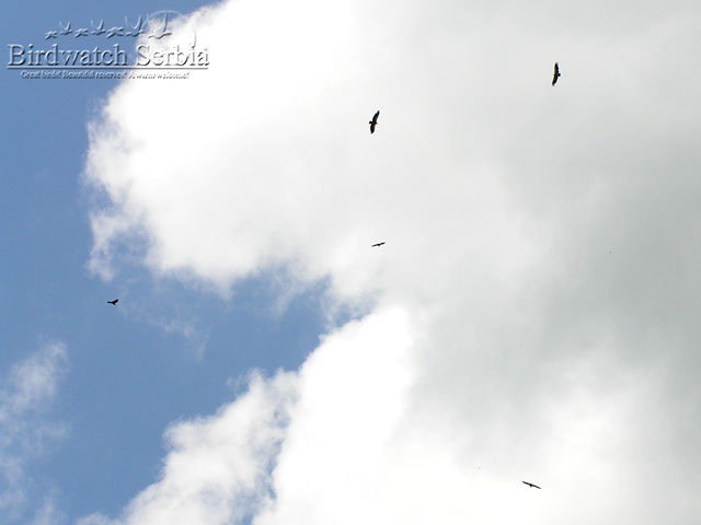 birdwatch_serbia_143.jpg - Griffon vultures in Uvac gorge