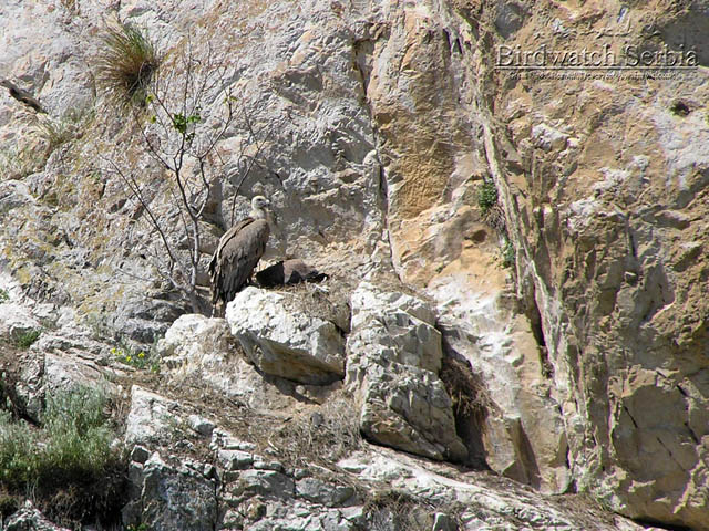 birdwatch_serbia_3.jpg - Griffon vulture in Uvac gorge