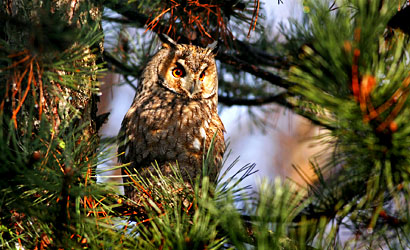 Long-eared Owl