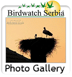 Birdwatch Serbia Photo Gallery