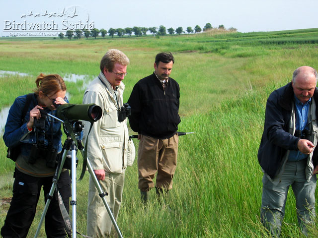 birdwatch_serbia_019.jpg - Slano Kopovo birding