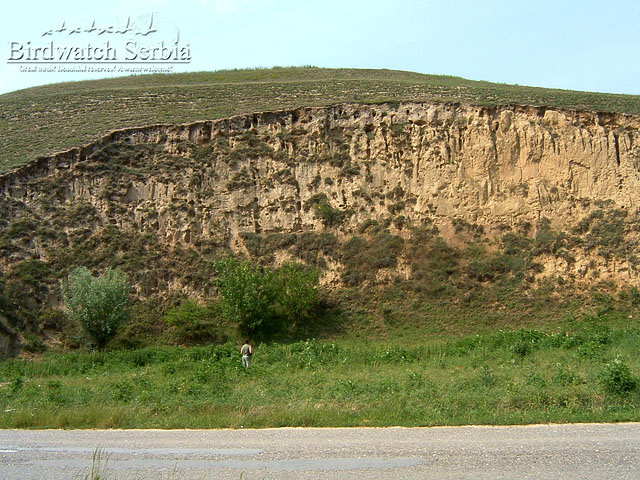 birdwatch_serbia_026.jpg - Titel hill