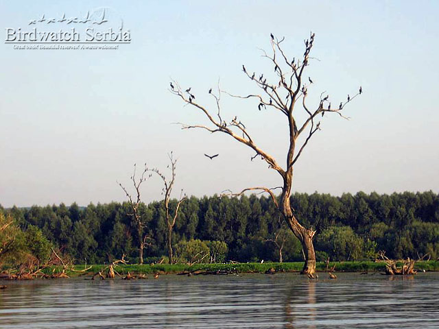 birdwatch_serbia_069.jpg - Great Cormorants on Dubovac Marshes