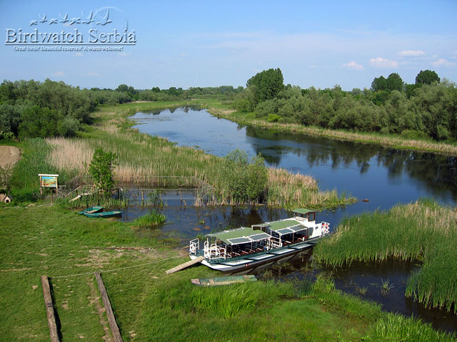 birdwatch_serbia_074.jpg - View from the visitor tower - Special Nature reserve Zasavica