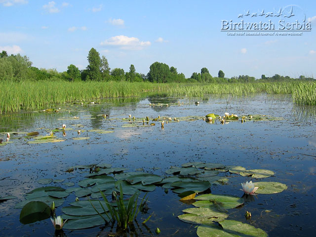 birdwatch_serbia_077.jpg - Special Nature Reserve Zasavica - Zasavica river, view from the boat