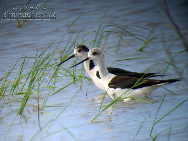 birdwatch_serbia_100_0046.jpg - Stilts on Slano Kopovo