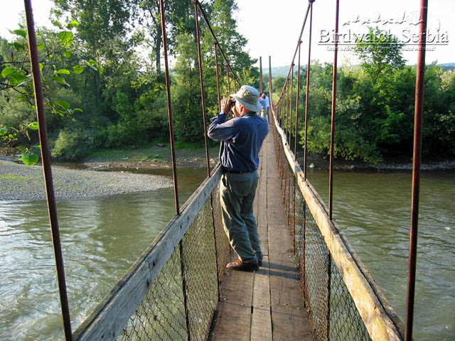 birdwatch_serbia_115.jpg - View from Zapadna Morava river