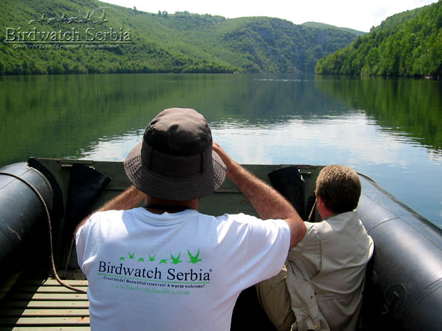 birdwatch_serbia_127.jpg - Birdwatching in Uvac gorge