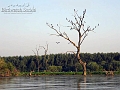 birdwatch_serbia_069