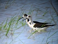 birdwatch_serbia_100_0046