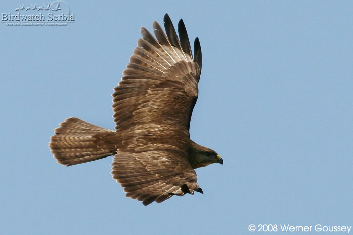 Buizerd-30-06-2008-Zasavica.jpg