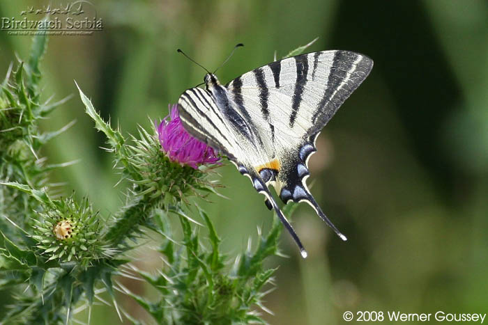 Koningspage-4-07-2008-Golo_Brdo.jpg