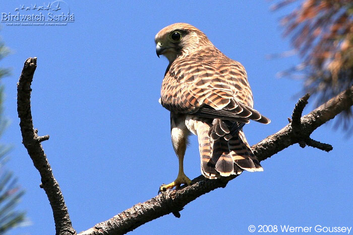 Torenvalk(juv)-1-07-2008-Melenci.jpg