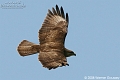 Buizerd-30-06-2008-Zasavica