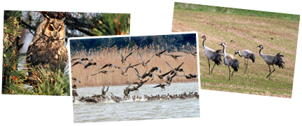 Serbia winter birdwatching tour